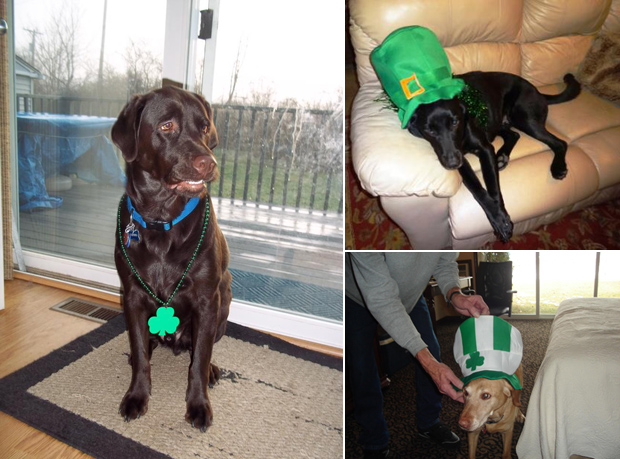 Its-a-Lab-Thing-Labrador-Irish-St-Patricks-day-016