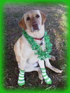 Its-a-Lab-Thing-Labrador-Irish-St-Patricks-day-017