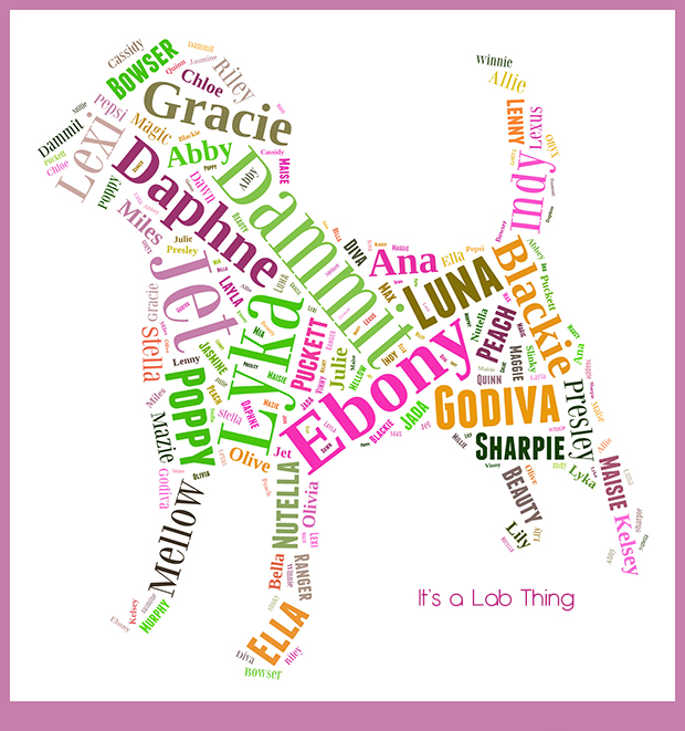 lab puppy names name that labfan s labrador puppy it s a lab thing lab puppy names name that labfan s labrador puppy it s a lab thing