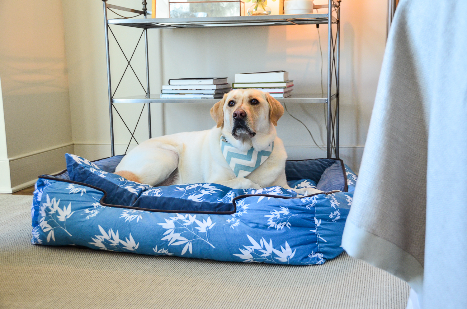 3 Shades of Dog It's a Lab Thing Pet PLAY Beds-145