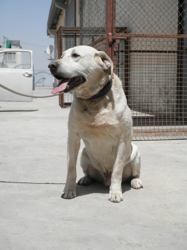 Its-a-Lab-Military-Labradors-Team-Carlos-005