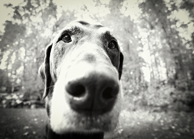 Its-a-Lab-Thing-Labrador-MamieSplechter-Showcase-002