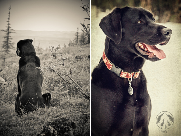 Its-a-Lab-Thing-Labrador-MamieSplechter-Showcase-003