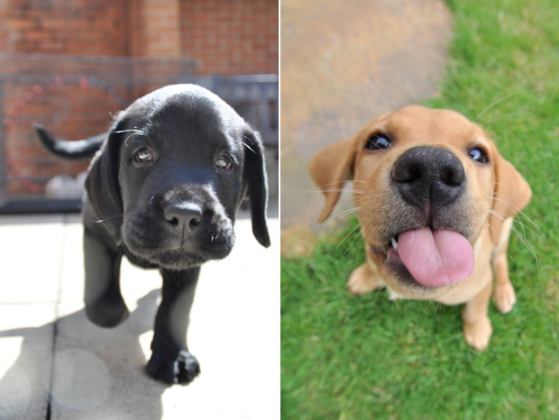 Its-a-Lab-Thing-Labrador-Martinsmith-showcase-004