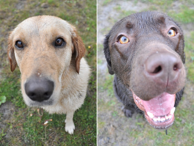 Its-a-Lab-Thing-Labrador-Martinsmith-showcase-007