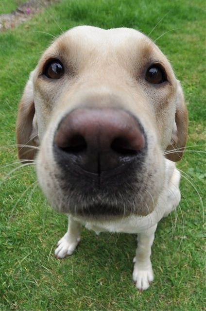 It's a Lab Thing Nosey Labradors Showcase