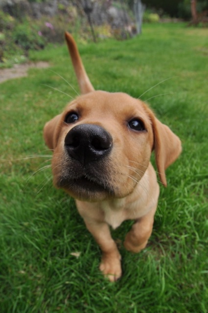 It's a Lab Thing Nosey Labradors