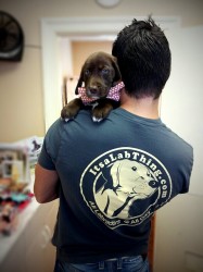 It's a Lab Thing Official T-Shirt Labrador