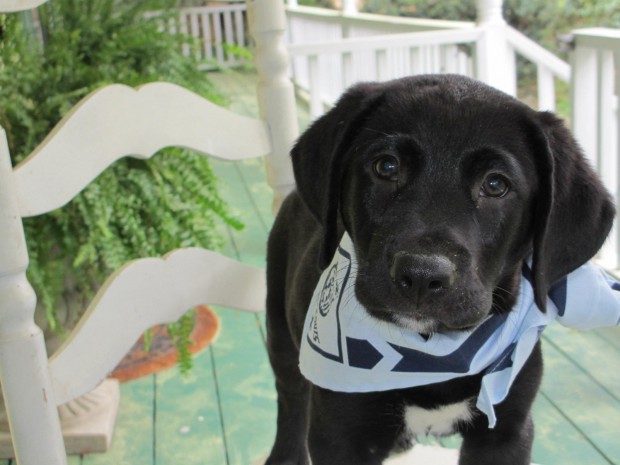Its a lab thing-foster-jay-labrador