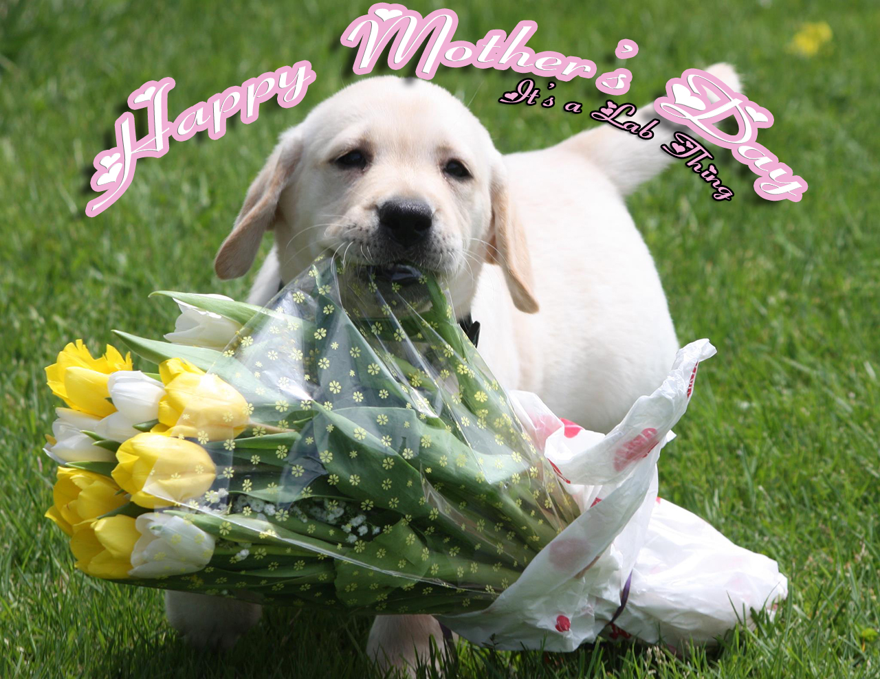 day puppies its a lab thing marriage puppy labrador mothers day it s a lab thing day puppies its a lab thing marriage puppy labrador mothers day it s a lab thing