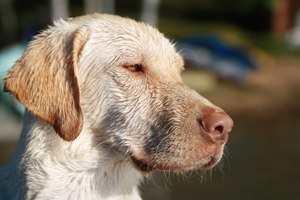 Its-a-Lab-Thing-Labrador-AnnaBonick-MidwestLabradorRetrieverRescue-003