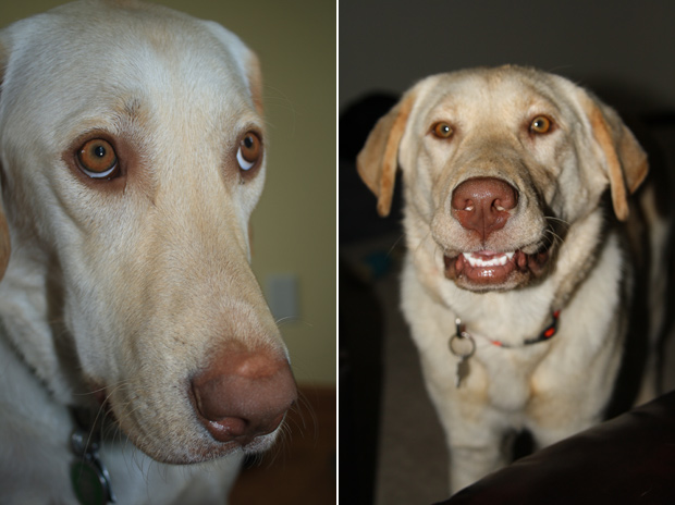 Its-a-Lab-Thing-Labrador-AnnaBonick-MidwestLabradorRetrieverRescue-004