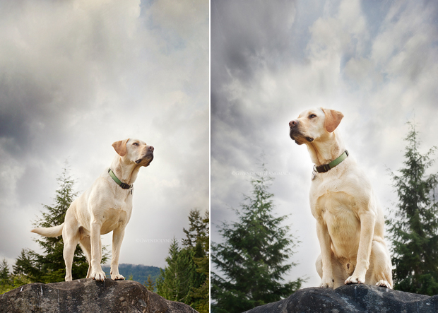 Its-a-Lab-Thing-Labrador-Gwen-Langmack-Tucker-003