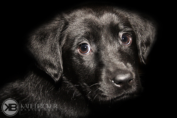 Its-a-Lab-Thing-Labrador-KatieBricker-Dubs-001