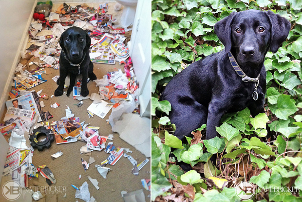 Its-a-Lab-Thing-Labrador-KatieBricker-Dubs-002