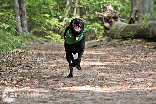 Its-a-Lab-Thing-Labrador-KatieBricker-Dubs-003