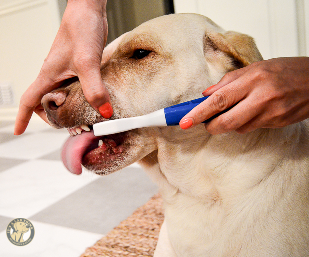 [LabMD] Should I Brush MyLabrador's Teeth? It's a Lab Thing