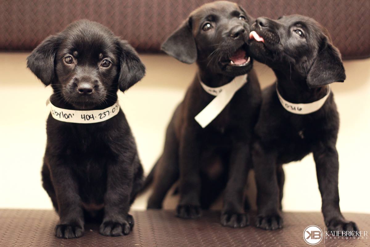 labrador puppies for adoption seven wonders of the world rescuing labrador puppies with bricker it s a lab labrador puppies for adoption seven wonders of the world rescuing labrador puppies with bricker it s a lab