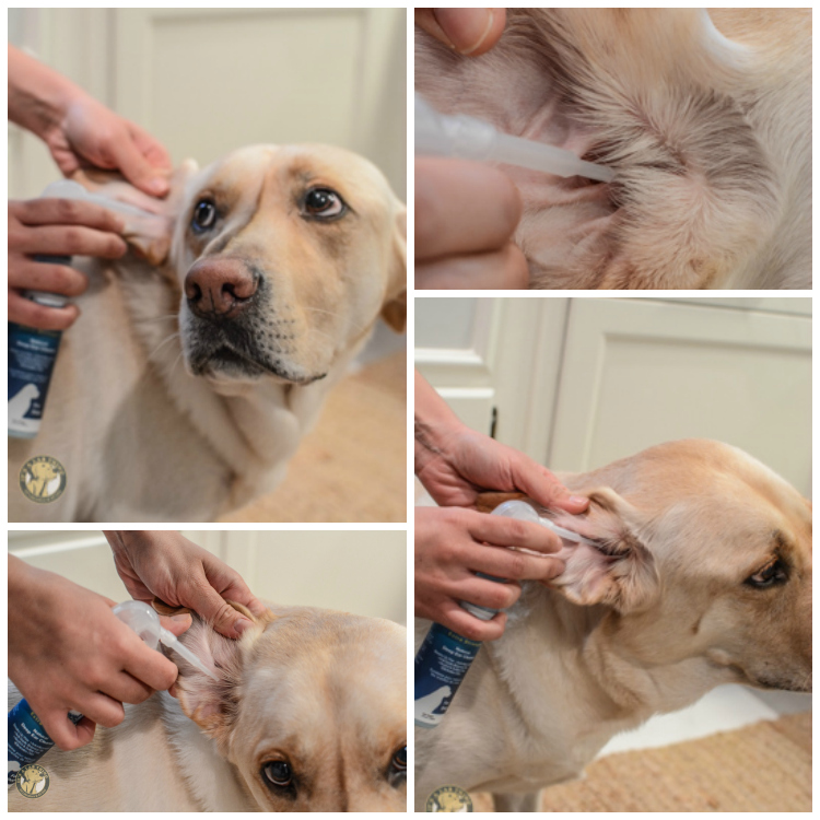 golden retriever ear infections golden retriever ear infections labrador beds images golden retriever ear infections golden retriever ear infections labrador beds images