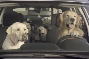 Subaru_dogs_the_Barkleys_video_at_the_rest_stop_labradors-360x240.png